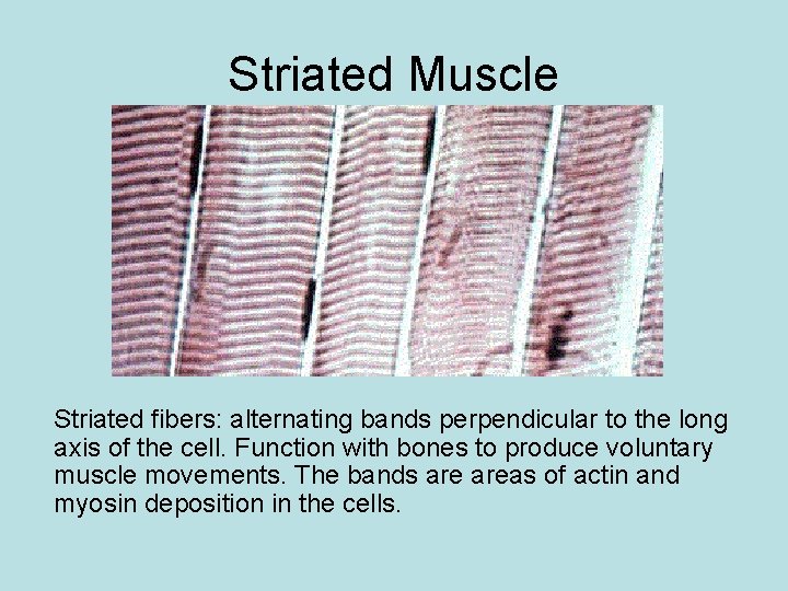 Striated Muscle Striated fibers: alternating bands perpendicular to the long axis of the cell.