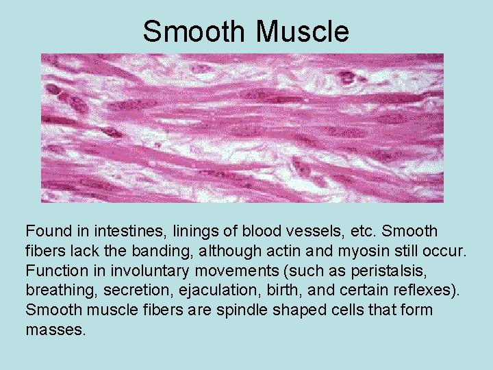 Smooth Muscle Found in intestines, linings of blood vessels, etc. Smooth fibers lack the