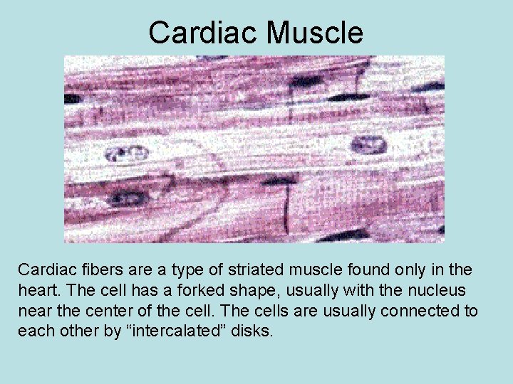 Cardiac Muscle Cardiac fibers are a type of striated muscle found only in the