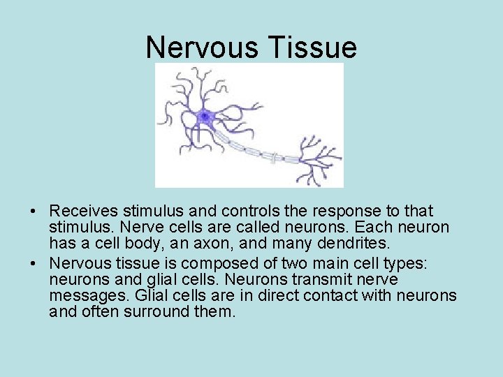 Nervous Tissue • Receives stimulus and controls the response to that stimulus. Nerve cells