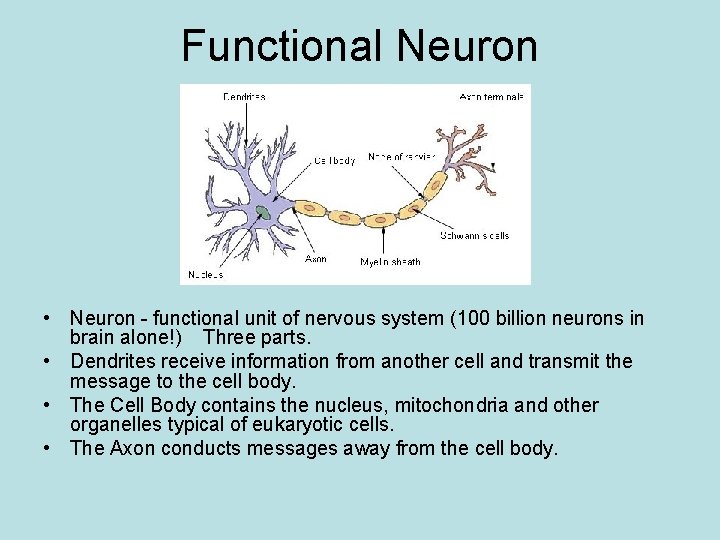Functional Neuron • Neuron - functional unit of nervous system (100 billion neurons in
