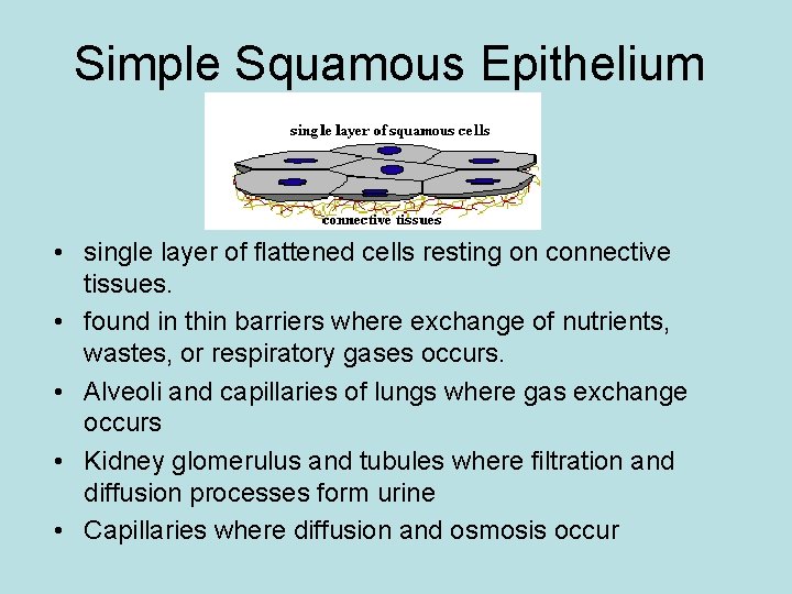 Simple Squamous Epithelium • single layer of flattened cells resting on connective tissues. •