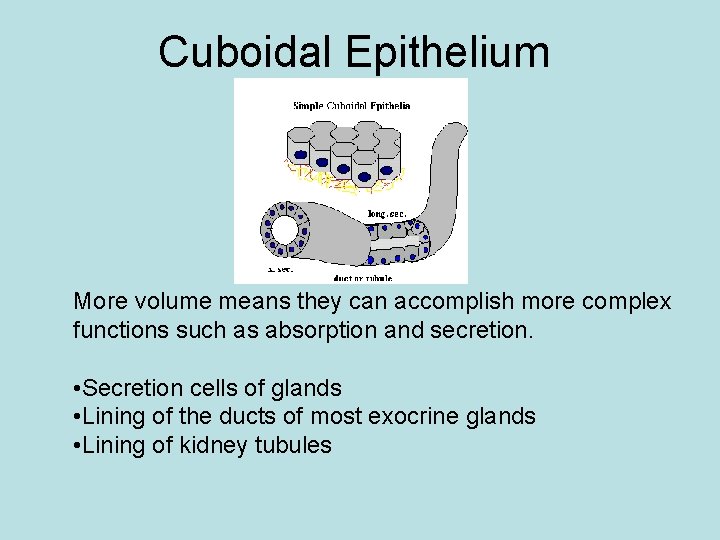 Cuboidal Epithelium More volume means they can accomplish more complex functions such as absorption