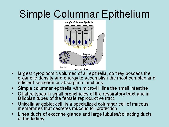 Simple Columnar Epithelium • largest cytoplasmic volumes of all epithelia, so they possess the