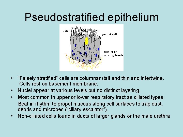 Pseudostratified epithelium • “Falsely stratified“ cells are columnar (tall and thin and intertwine. Cells