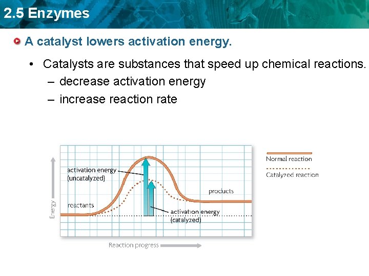 2. 5 Enzymes A catalyst lowers activation energy. • Catalysts are substances that speed