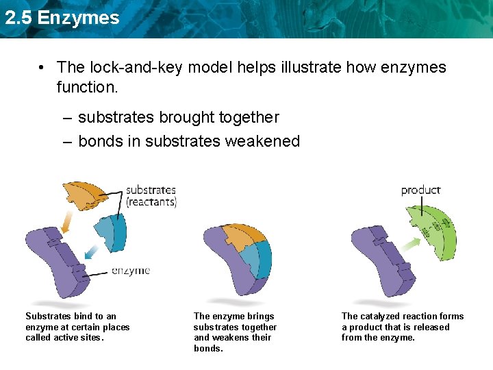 2. 5 Enzymes • The lock-and-key model helps illustrate how enzymes function. – substrates