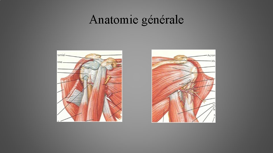 Anatomie générale 