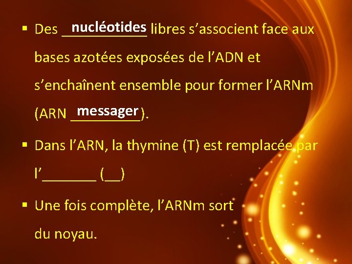 nucléotides libres s’associent face aux Des ______ bases azotées exposées de l’ADN et s’enchaînent