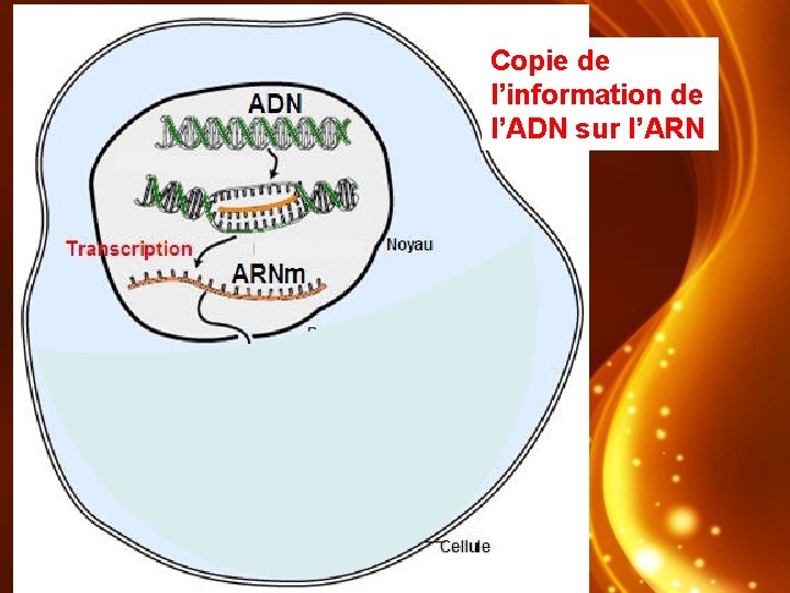 Copie de l’information de l’ADN sur l’ARN 