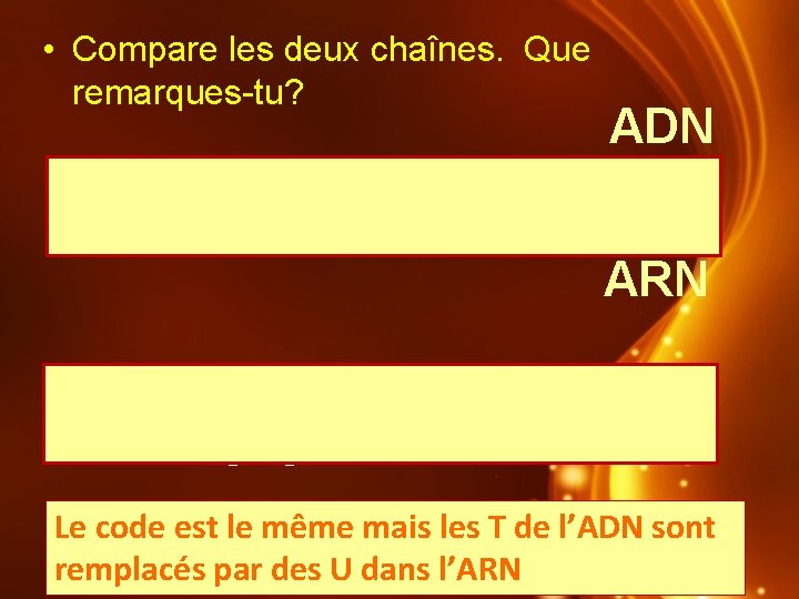  • Compare les deux chaînes. Que remarques-tu? ADN A T G T A