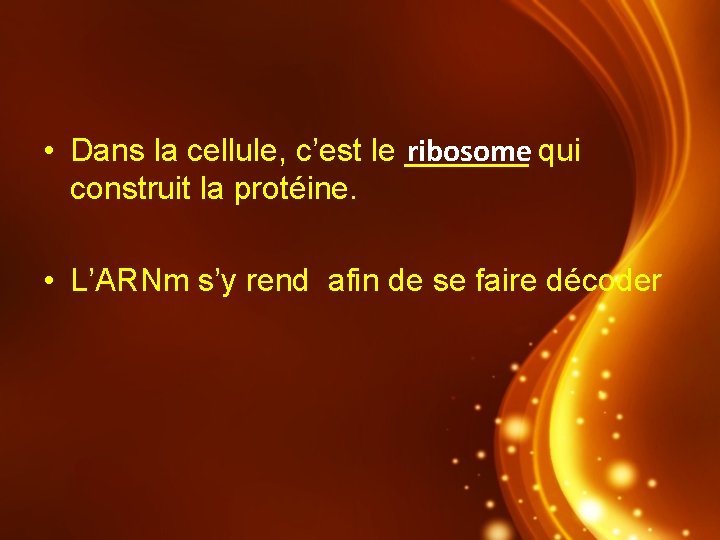  • Dans la cellule, c’est le _______ ribosome qui construit la protéine. •