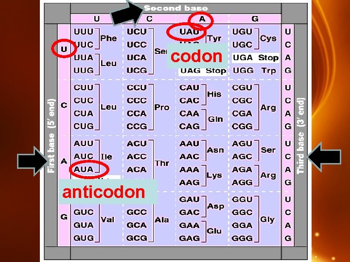 codon anticodon 