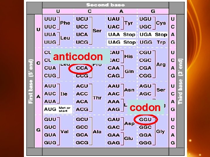 anticodon 