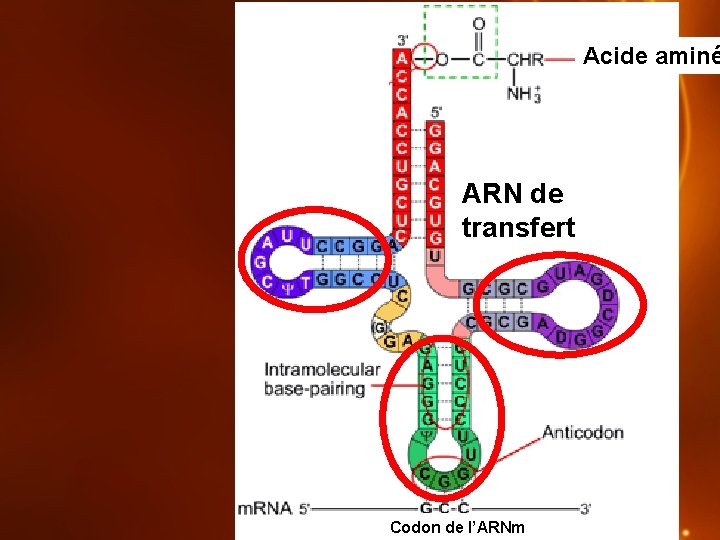 Acide aminé ARN de transfert Codon de l’ARNm 