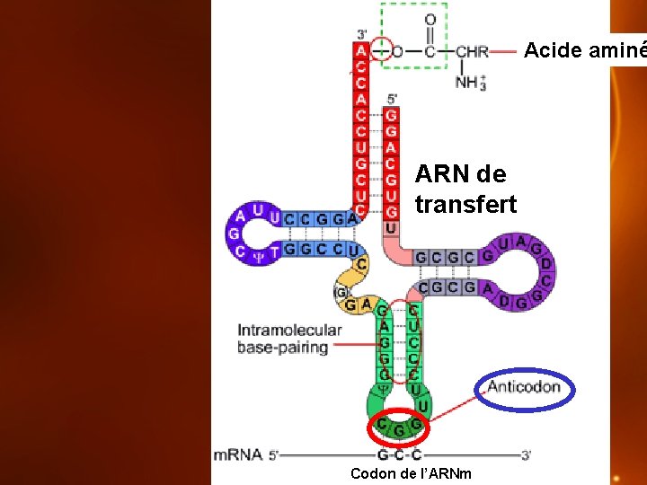 Acide aminé ARN de transfert Codon de l’ARNm 