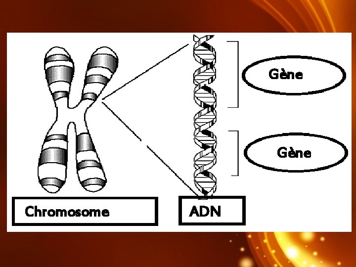 Gène Chromosome ADN 