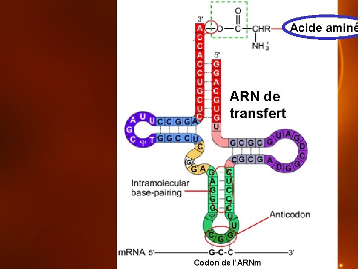 Acide aminé ARN de transfert Codon de l’ARNm 