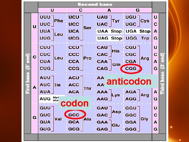 anticodon 