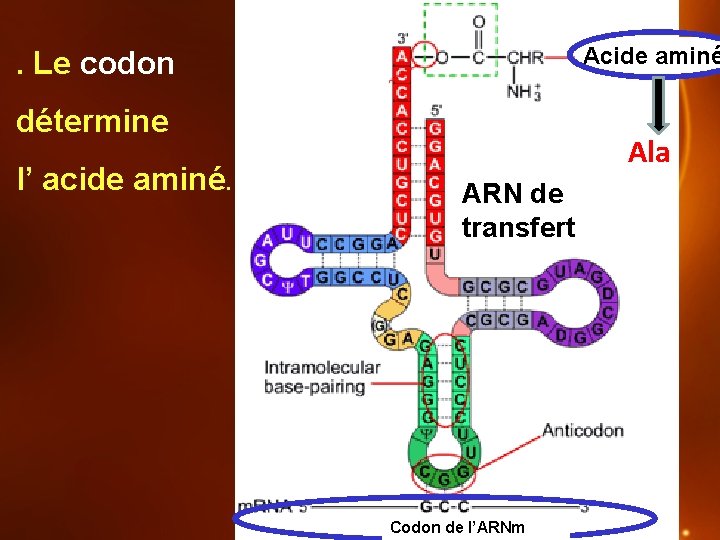 Acide aminé . Le codon détermine l’ acide aminé. Ala ARN de transfert Codon