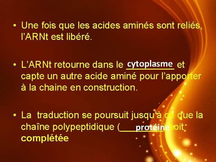  • Une fois que les acides aminés sont reliés, l’ARNt est libéré. cytoplasme