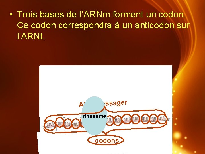 • Trois bases de l’ARNm forment un codon. Ce codon correspondra à un