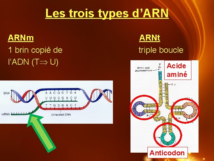 Les trois types d’ARN ARNm 1 brin copié de l’ADN (T U) ARNt triple