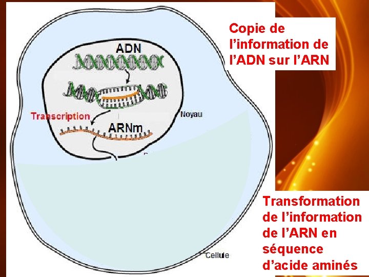 Copie de l’information de l’ADN sur l’ARN Transformation de l’information de l’ARN en séquence