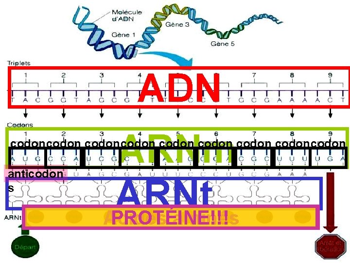 ADN ARNm ARNt Acides PROTÉINE!!! aminés codon codoncodon anticodon s 