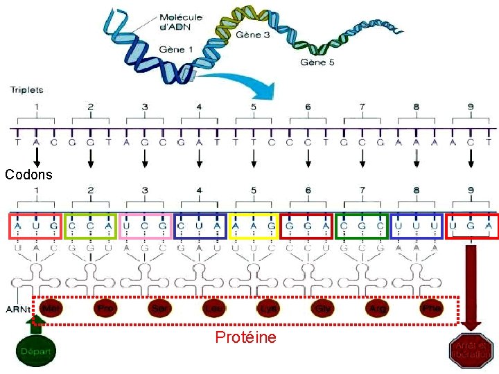 Codons Protéine 