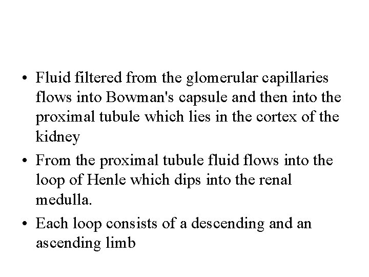  • Fluid filtered from the glomerular capillaries flows into Bowman's capsule and then