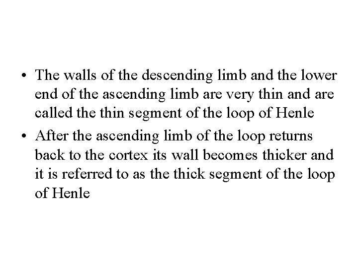  • The walls of the descending limb and the lower end of the
