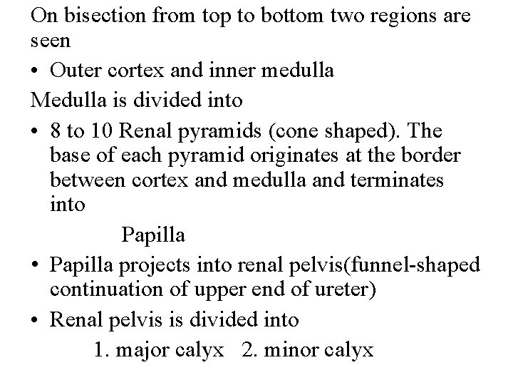 On bisection from top to bottom two regions are seen • Outer cortex and