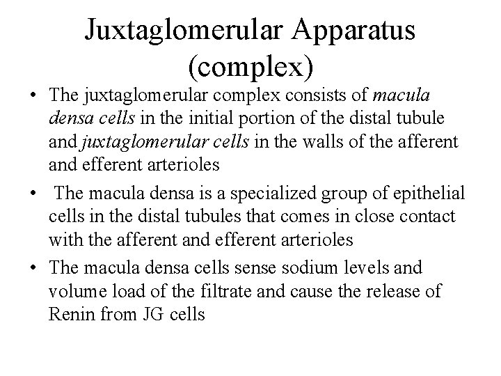 Juxtaglomerular Apparatus (complex) • The juxtaglomerular complex consists of macula densa cells in the
