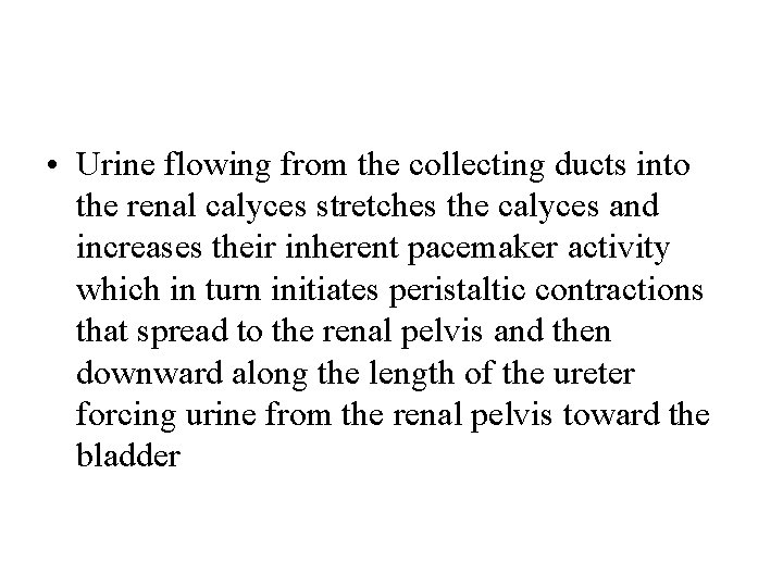  • Urine flowing from the collecting ducts into the renal calyces stretches the