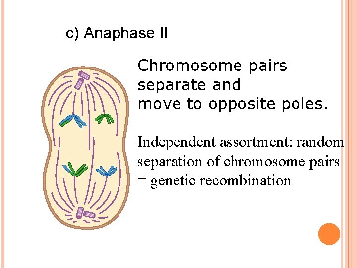 c) Anaphase II Chromosome pairs separate and move to opposite poles. Independent assortment: random c) Anaphase II Chromosome pairs separate and move to opposite poles. Independent assortment: random
