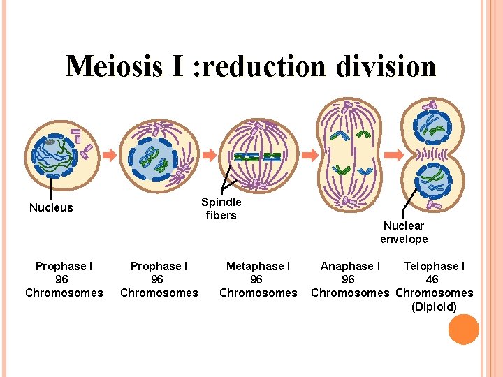 Meiosis I : reduction division Spindle fibers Nucleus Prophase I 96 Chromosomes Metaphase I Meiosis I : reduction division Spindle fibers Nucleus Prophase I 96 Chromosomes Metaphase I