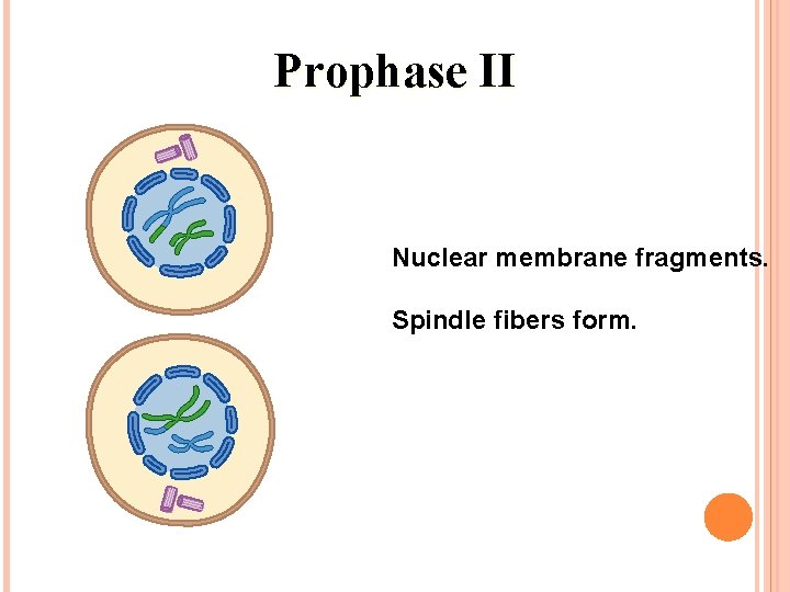 Prophase II Nuclear membrane fragments. Spindle fibers form. Prophase II Nuclear membrane fragments. Spindle fibers form.
