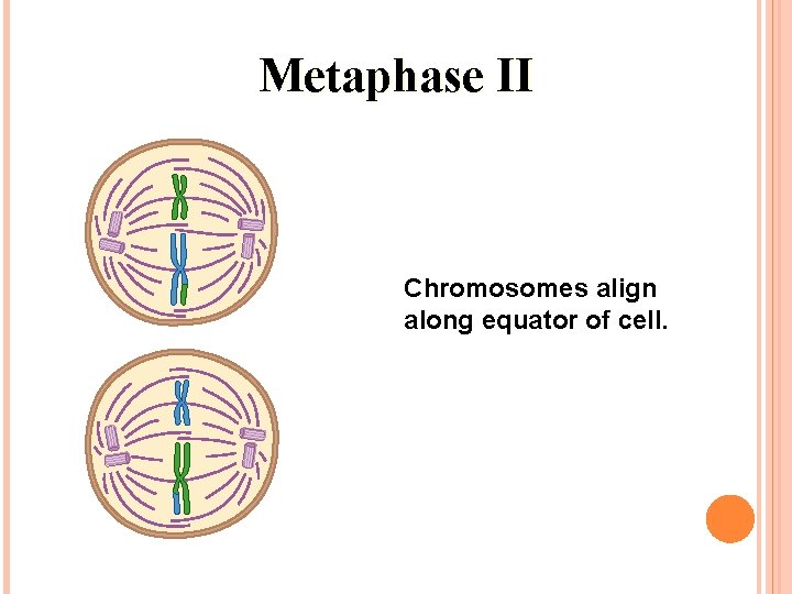 Metaphase II Chromosomes align along equator of cell. Metaphase II Chromosomes align along equator of cell.