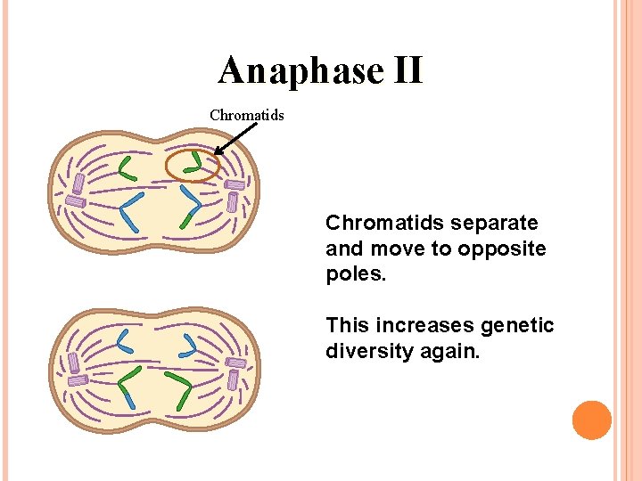 Anaphase II Chromatids separate and move to opposite poles. This increases genetic diversity again. Anaphase II Chromatids separate and move to opposite poles. This increases genetic diversity again.