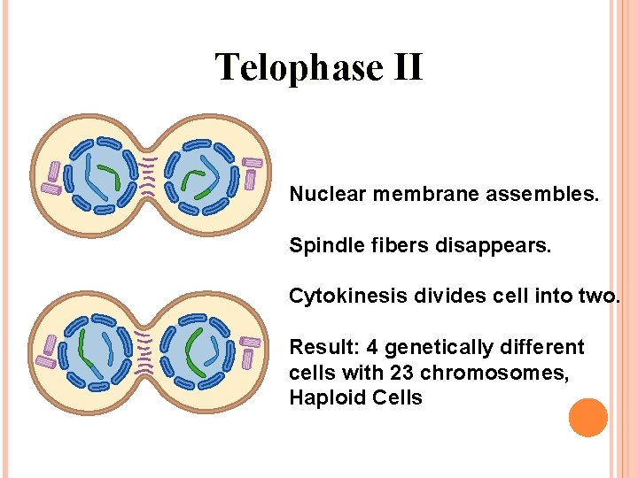 Telophase II Nuclear membrane assembles. Spindle fibers disappears. Cytokinesis divides cell into two. Result: Telophase II Nuclear membrane assembles. Spindle fibers disappears. Cytokinesis divides cell into two. Result: