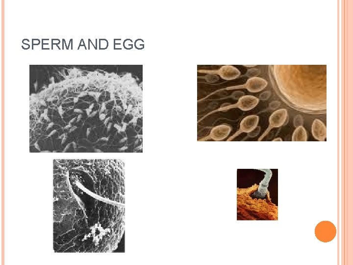 SPERM AND EGG SPERM AND EGG