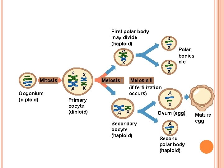 First polar body may divide (haploid) a a X a Mitosis Oogonium (diploid) A First polar body may divide (haploid) a a X a Mitosis Oogonium (diploid) A