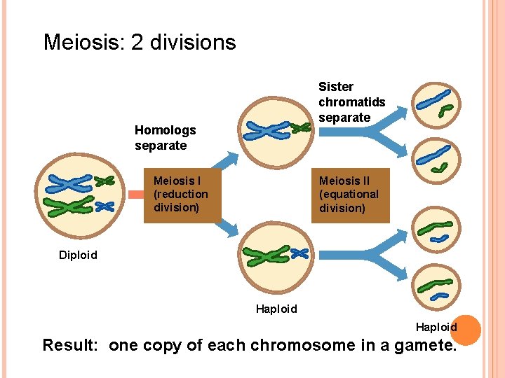 Meiosis: 2 divisions Sister chromatids separate Homologs separate Meiosis I (reduction division) Meiosis II Meiosis: 2 divisions Sister chromatids separate Homologs separate Meiosis I (reduction division) Meiosis II