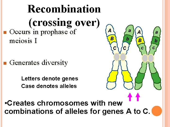 Recombination (crossing over) n Occurs in prophase of meiosis I a A B C Recombination (crossing over) n Occurs in prophase of meiosis I a A B C