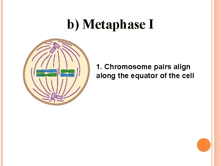 b) Metaphase I 1. Chromosome pairs align along the equator of the cell b) Metaphase I 1. Chromosome pairs align along the equator of the cell