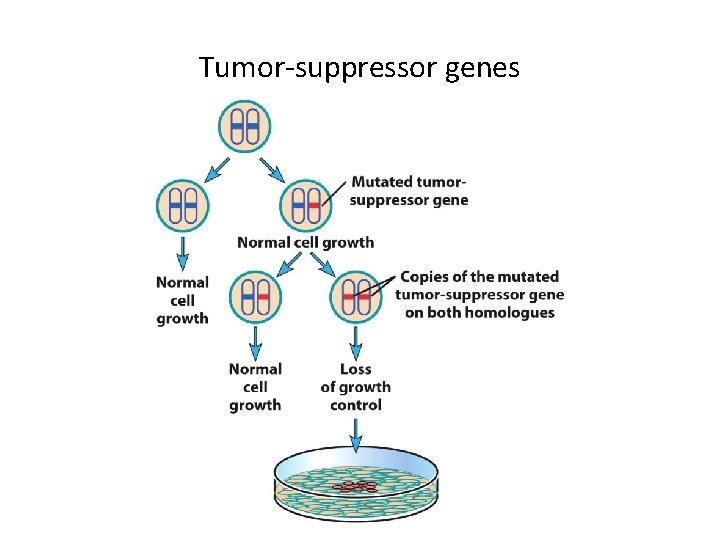 Tumor-suppressor genes 