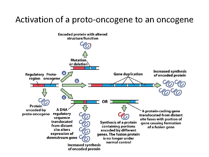 Activation of a proto-oncogene to an oncogene 