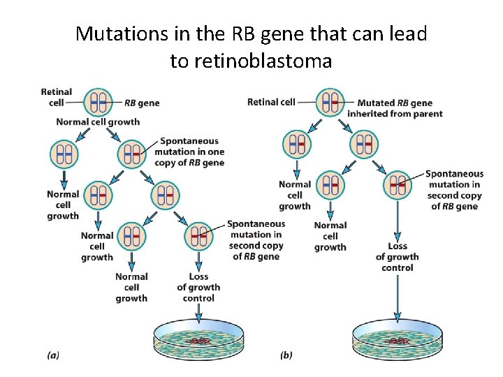 Mutations in the RB gene that can lead to retinoblastoma 