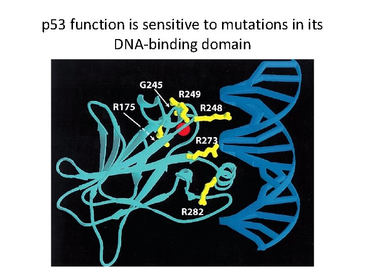 p 53 function is sensitive to mutations in its DNA-binding domain 